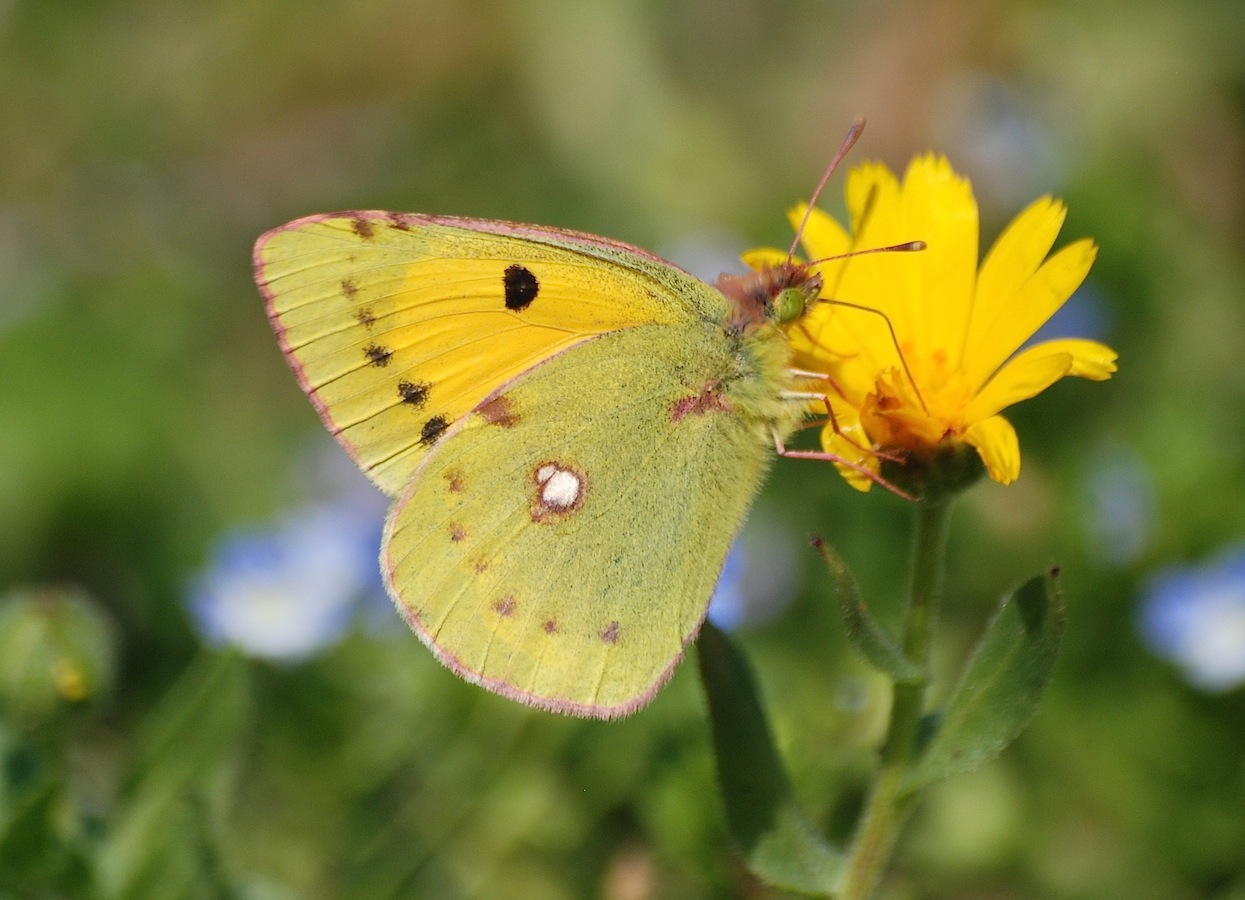 Colias crocea
